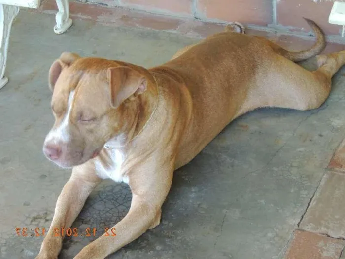 Cachorro ra a pit bull idade 3 anos nome chico GRATIFICA