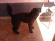 mel