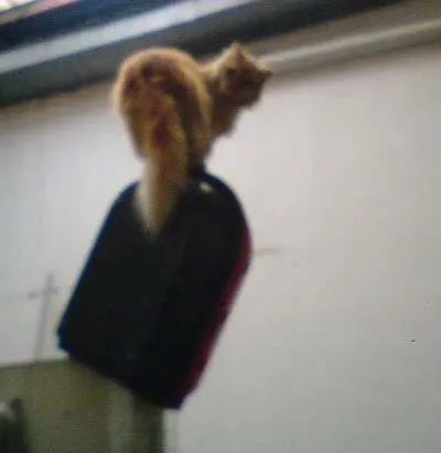 Gato ra a Persa idade 2 anos nome Manelinho