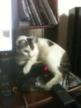 Gato ra a Desconhecida idade 2 anos nome Branquinha