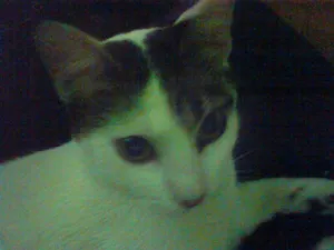 Gato raça Desconhecida idade 2 anos nome Branquinha