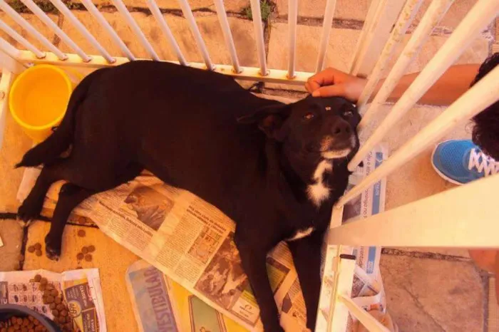 Cachorro raça SRD idade 5 anos nome MAKEBA