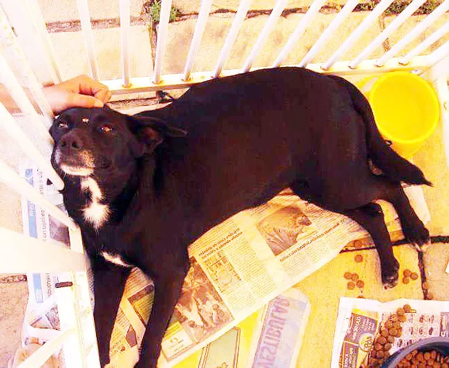 Cachorro raça SRD idade 5 anos nome MAKEBA