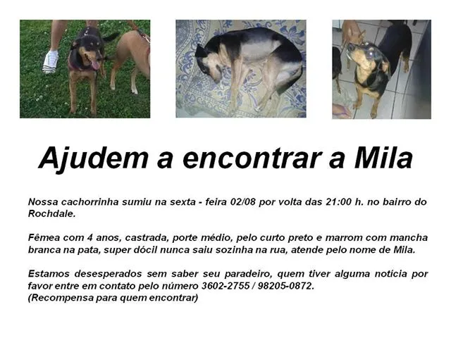 Cachorro ra a SRD idade 4 anos nome Mila GRATIFICA