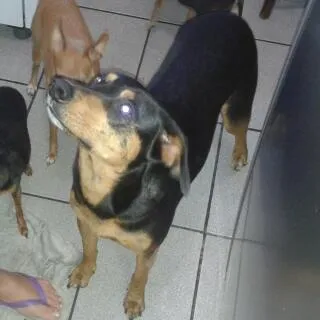 Cachorro ra a SRD idade 4 anos nome Mila GRATIFICA