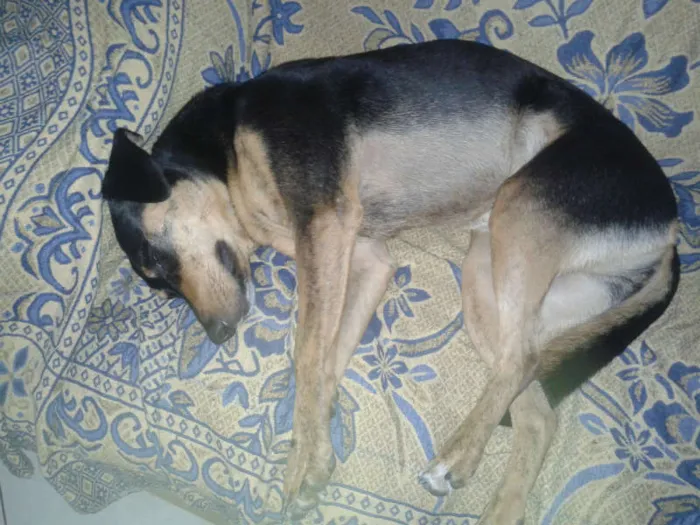 Cachorro ra a SRD idade 4 anos nome Mila GRATIFICA