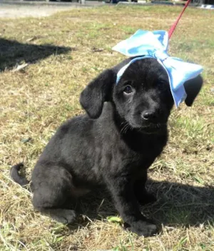 Cachorro raça SRD idade 2 a 6 meses nome Filhote