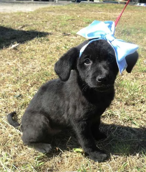 Cachorro ra a SRD idade 2 a 6 meses nome Filhote