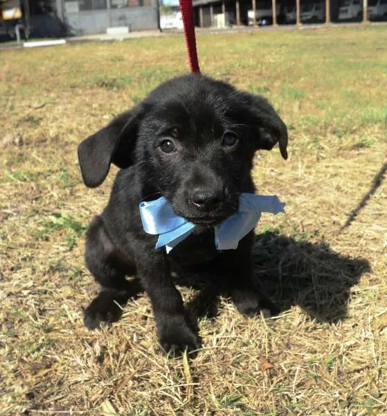 Cachorro ra a SRD idade 2 a 6 meses nome 4 filhotes
