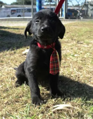 Cachorro raça SRD idade 2 a 6 meses nome 4 filhotes