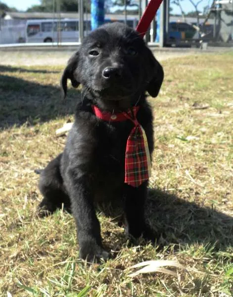 Cachorro ra a SRD idade 2 a 6 meses nome 4 filhotes