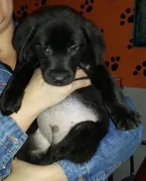 Cachorro ra a SRD idade 2 a 6 meses nome Tímido