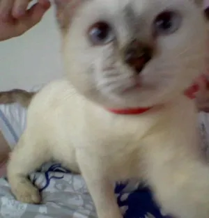 Gato raça desconheço idade 2 a 6 meses nome Mini-Mardöll
