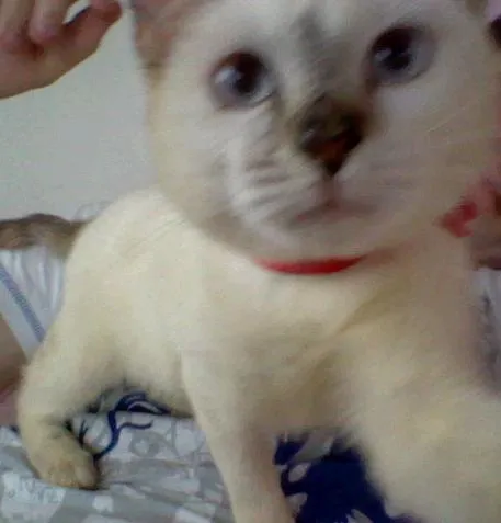 Gato raça desconheço idade 2 a 6 meses nome Mini-Mardöll