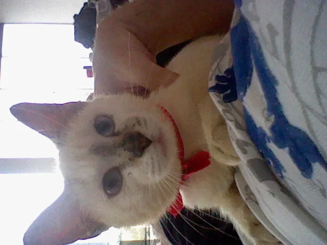 Gato raça desconheço idade 2 a 6 meses nome Mini-Mardöll