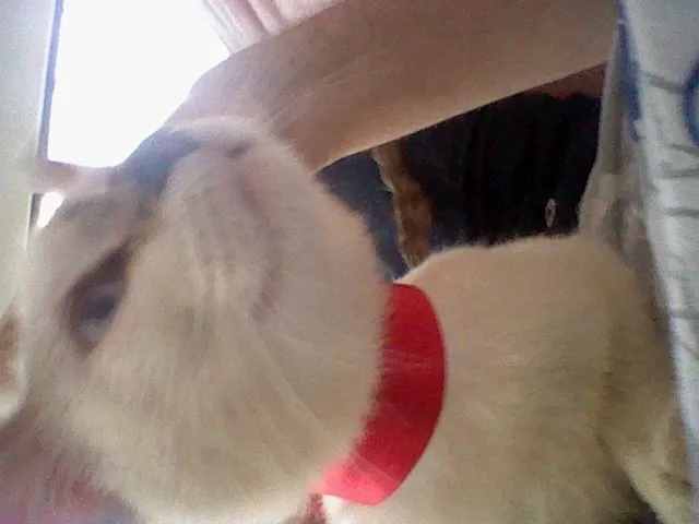 Gato raça desconheço idade 2 a 6 meses nome Mini-Mardöll