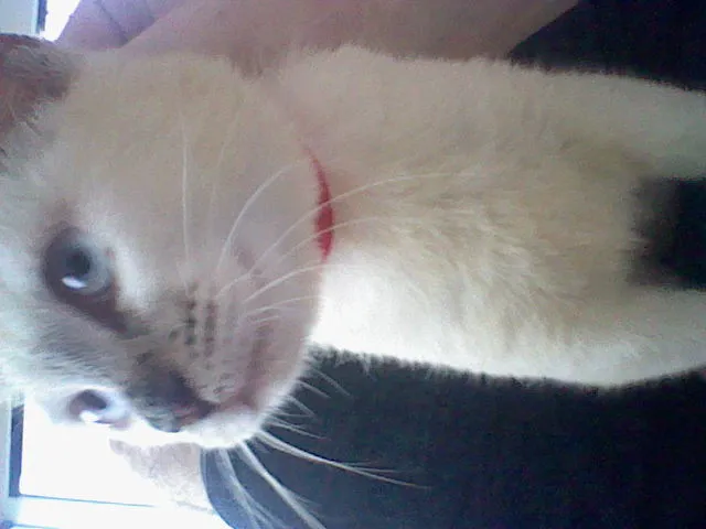 Gato raça desconheço idade 2 a 6 meses nome Mini-Mardöll