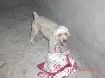 Cachorro ra a Poodle idade 1 ano nome SEM NOME