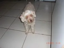 Cachorro ra a Poodle idade 1 ano nome SEM NOME