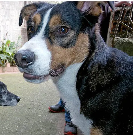 Cachorro ra a Vira lata idade 2 anos nome Mike