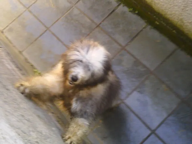 Cachorro raça Sheepdog idade 7 a 11 meses nome sheep