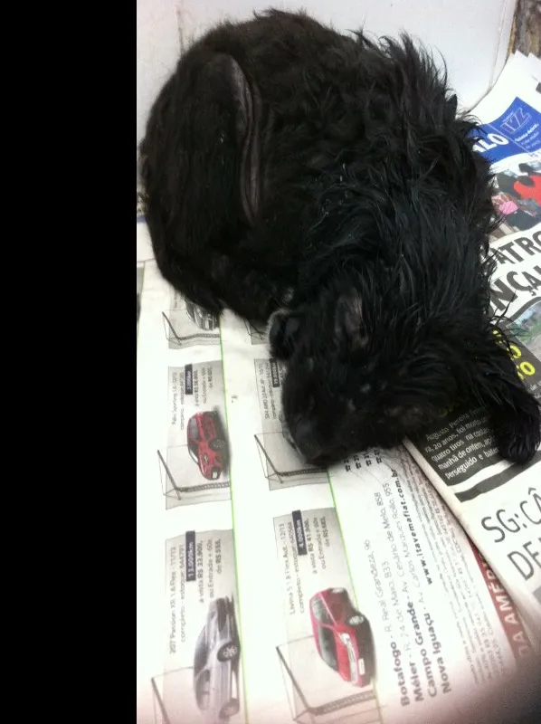 Cachorro raça Vira-lata idade 2 a 6 meses nome Pretinha