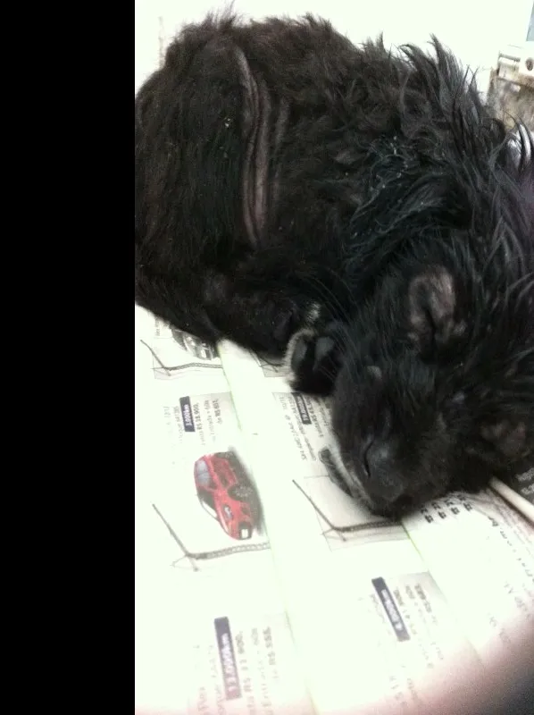 Cachorro raça Vira-lata idade 2 a 6 meses nome Pretinha