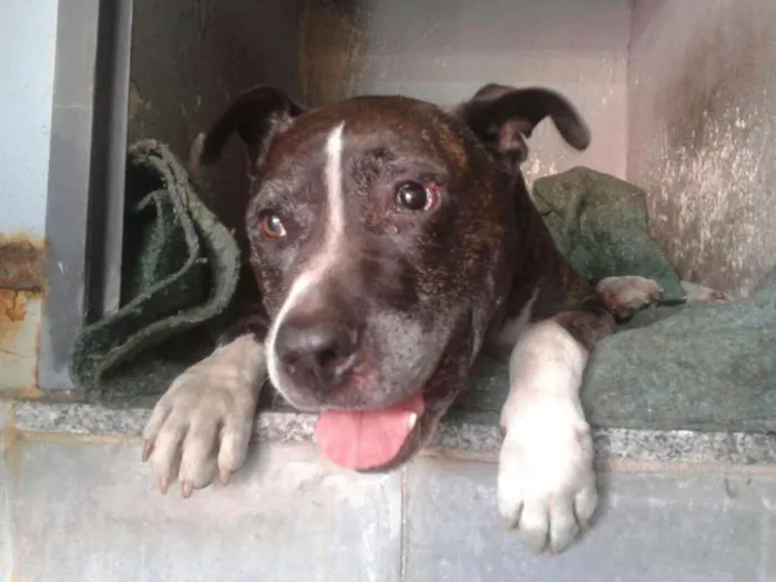 Cachorro ra a American Staffordshire idade 6 ou mais anos nome Hercules