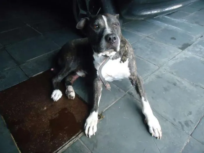 Cachorro ra a American Staffordshire idade 6 ou mais anos nome Hercules
