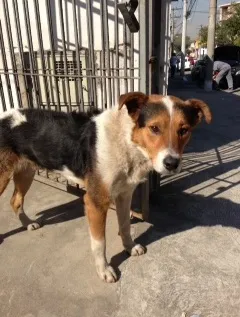 Cachorro ra a SRD idade 3 anos nome Sem Nome