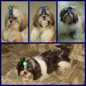 Cachorro raça shih tzu idade 7 a 11 meses nome shih tzu