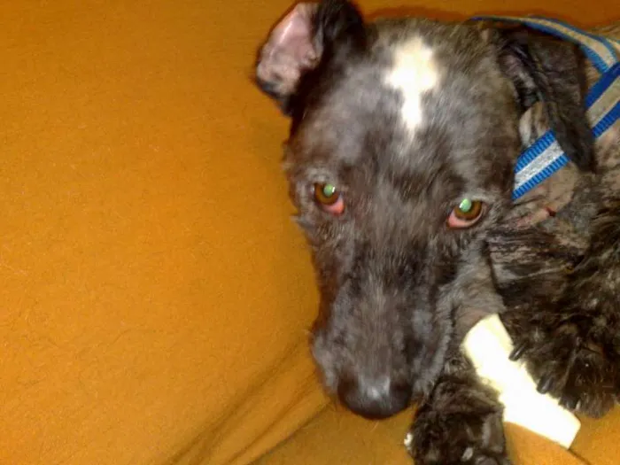 Cachorro raça SRD idade 1 ano nome Bob Dylan