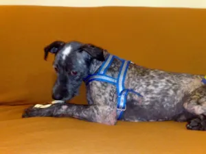 Cachorro raça SRD idade 1 ano nome Bob Dylan