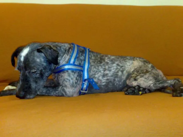 Cachorro raça SRD idade 1 ano nome Bob Dylan