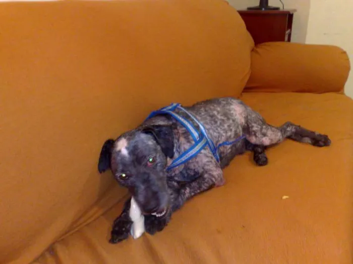 Cachorro raça SRD idade 1 ano nome Bob Dylan