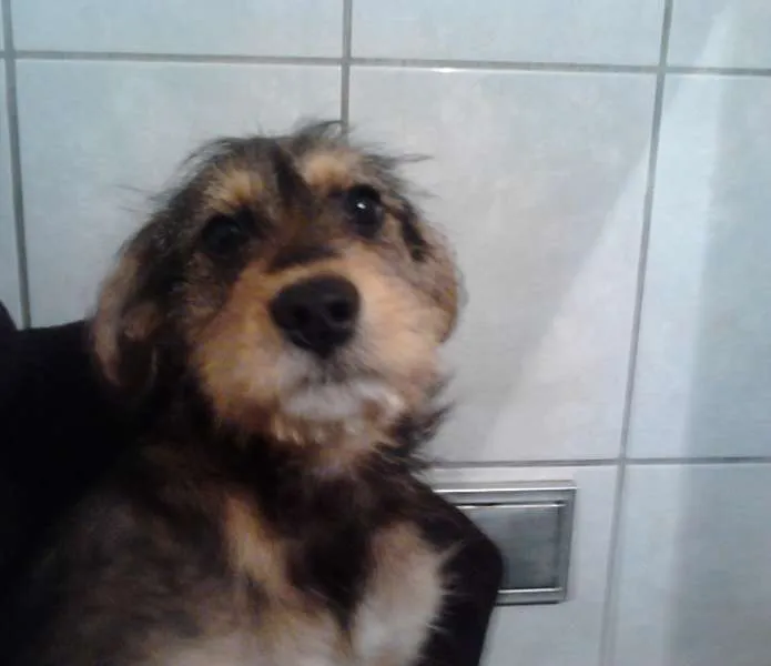 Cachorro ra a Beagle com Viralata idade 2 a 6 meses nome Sem Nome
