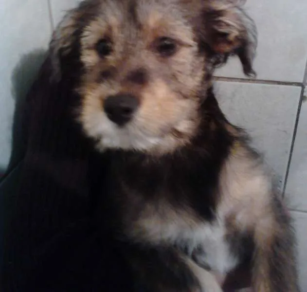Cachorro ra a Beagle com Viralata idade 2 a 6 meses nome Sem Nome