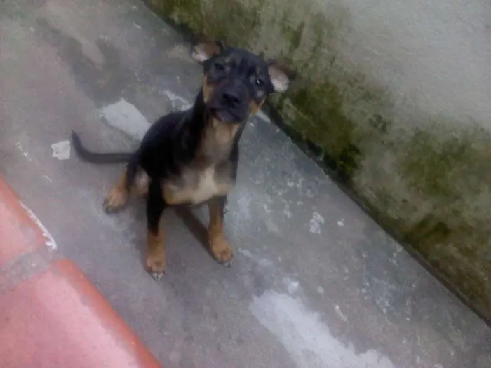 Cachorro ra a não definida idade 2 a 6 meses nome gigante