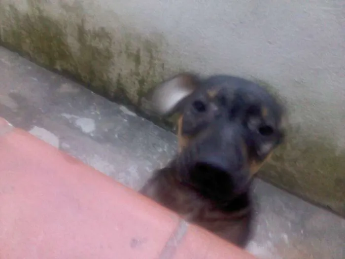 Cachorro ra a não definida idade 2 a 6 meses nome gigante