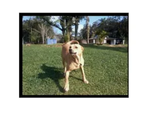 Cachorro raça SRD idade 2 anos nome sem nome
