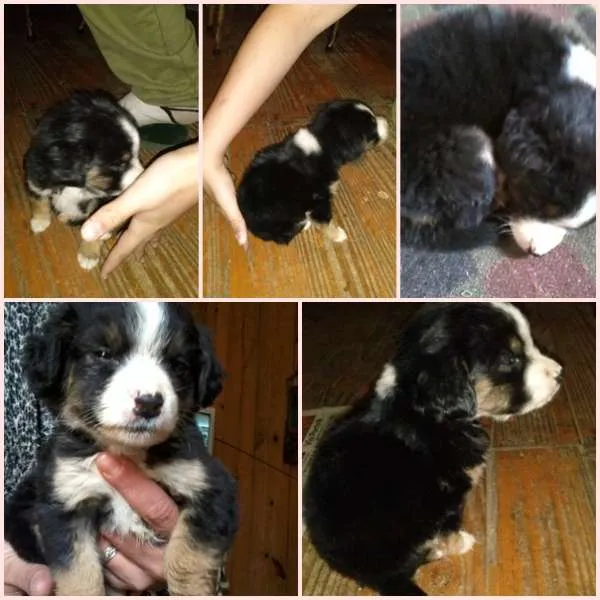 Cachorro ra a não sei idade Abaixo de 2 meses nome não tem