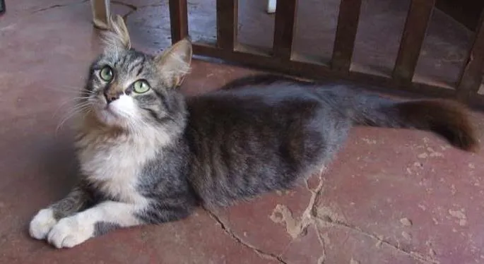 Gato ra a SRD idade 2 a 6 meses nome sem nome