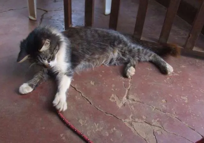 Gato ra a SRD idade 2 a 6 meses nome sem nome