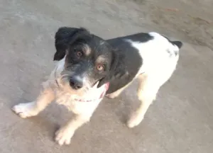 Cachorro raça Poodle Mestiço idade 1 ano nome Pingo