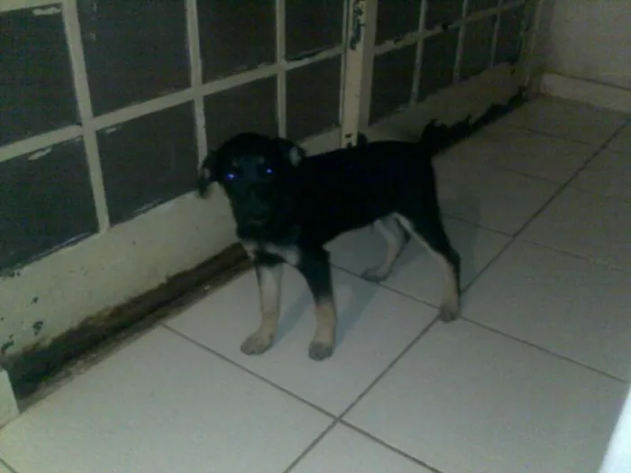 Cachorro ra a Indefinida idade 2 a 6 meses nome Pretinho