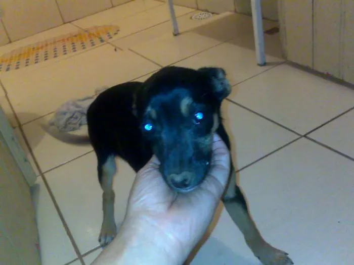 Cachorro ra a Indefinida idade 2 a 6 meses nome Neguinha