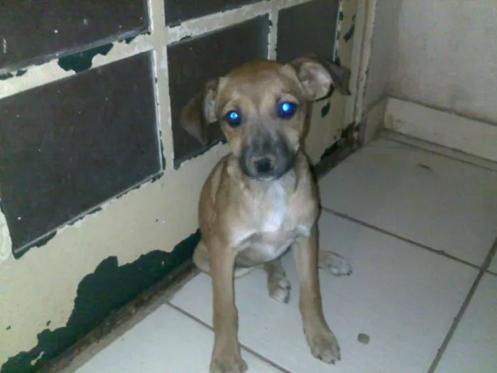 Cachorro ra a Indefinida idade 2 a 6 meses nome Lili