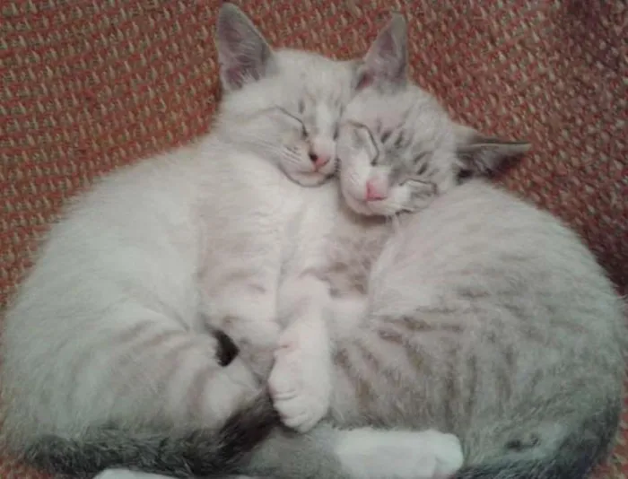 Gato ra a SRD idade 2 a 6 meses nome Lindinho e Docinho