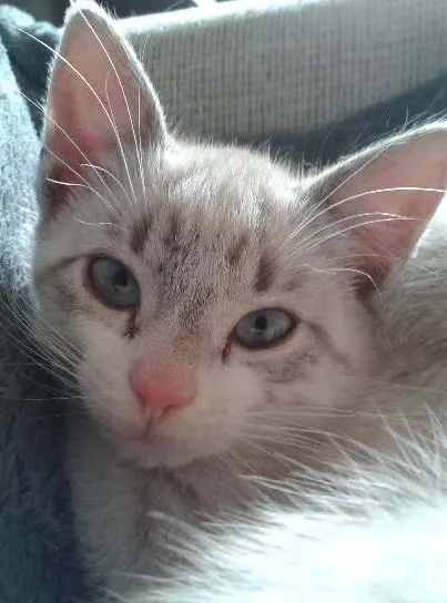 Gato ra a SRD idade 2 a 6 meses nome Lindinho e Docinho