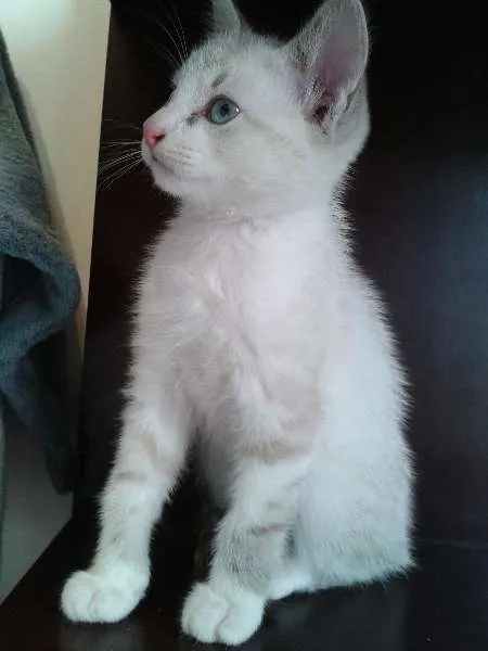 Gato ra a SRD idade 2 a 6 meses nome Lindinho e Docinho